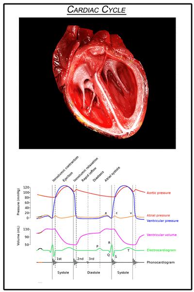 CARDIAC CYCLE The atria and ventricles cycle between systole and diastole. Systole contraction (depolarization) of the atrium or ventricle Diastole relaxation (repolarization) of atrium or ventricle.