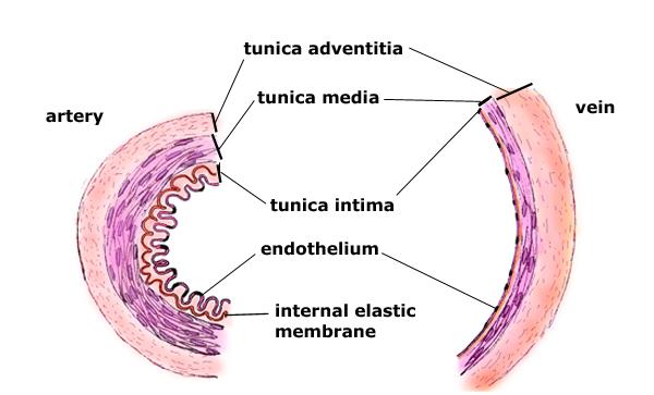 TUNICS Tunica interna lines the lumen of the vessels, it is a thin layer of epithelium resting on a basement membrane Tunica media middle layer, thick layer made of mostly smooth muscle and elastic