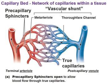 CAPILLARIES Capillaries are one cell thick, this allow for blood to exchange gases with tissues and vice versa. A capillary bed contains two types of vessels, vascular shunts and true capillaries.
