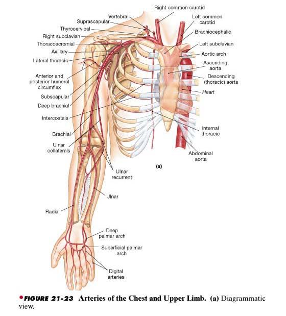 MAJOR ARTERIES: AORTIC ARCH Ascending aorta - Before reaching the arch there are two coronary arteries that branch off the ascending aorta and supply the heart muscle with oxygenated blood.