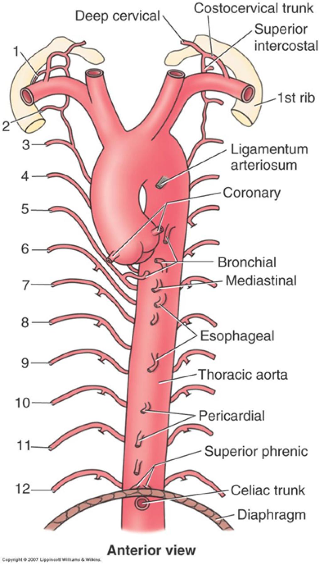 MAJOR ARTERIES: THORACIC AORTA The thoracic aorta supplies blood to arteries in the chest cavity.