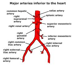 MAJOR ARTERIES: THE ABDOMINAL AORTA The abdominal aorta supplies most of the major organs. It has several branches, they are: Celiac trunk splits into three branches L.