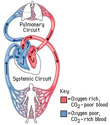 TWO TYPES OF CIRCULATION Systemic system delivers blood to ALL body cells and carries away waste.