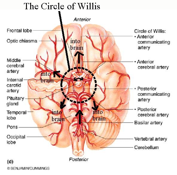 SPECIAL CIRCULATION: BRAIN The brain is supplied by two sets of arteries, the internal carotid and vertebral arteries. The internal carotid splits into the anterior and middle cerebral arteries.