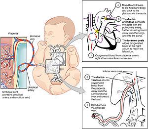 SPECIAL CIRCULATION: FETAL Umbilical cord: three blood vessels One umbilical vein and two arteries. Heart: Vein carries nutrient and oxygen rich blood to the fetus.