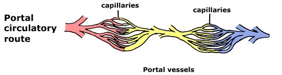 SPECIAL CIRCULATION: HEPATIC PORTAL The veins of organs of the digestive system converge to form the hepatic portal vein, which enters the