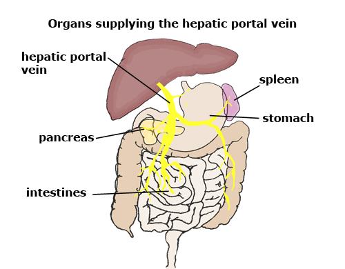 The liver is drained by the hepatic veins In normal circulation, arteries fill capillaries and veins drain them, in the hepatic portal the