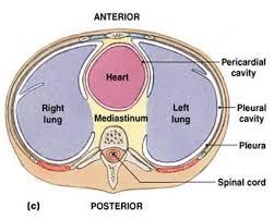 LOCATION OF THE HEART Mediastinum the location of the heart in the chest cavity, behind the