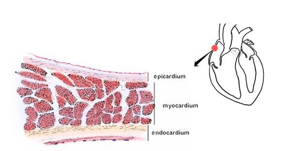 THREE LAYERS OF THE HEART WALL Epicardium outer layer, reduces friction Myocardium middle layer,