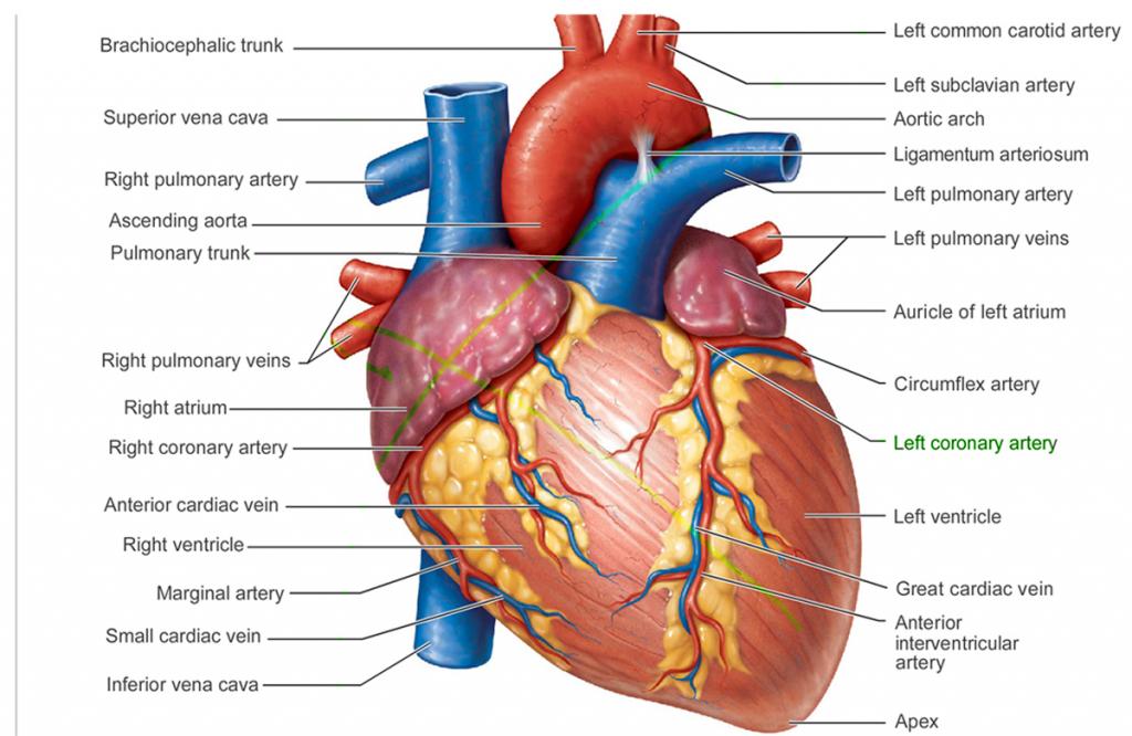 ANATOMY OF THE HEART The left ventricle is larger, it extends to a point that is called the Apex. The heart muscles need blood.
