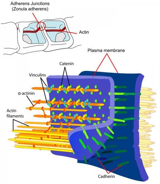 Adherens Junction Desmosome Gap junction Fascia adherens major portion of transverse component. Anchoring sites for actin, and connect to the closest sarcomere.