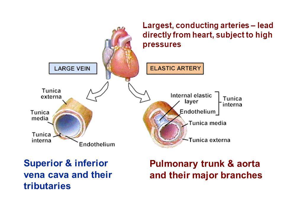 Elastic (Conducting) Arteries Thick-walled arteries near the heart; the aorta and its major branches Large lumen (2.