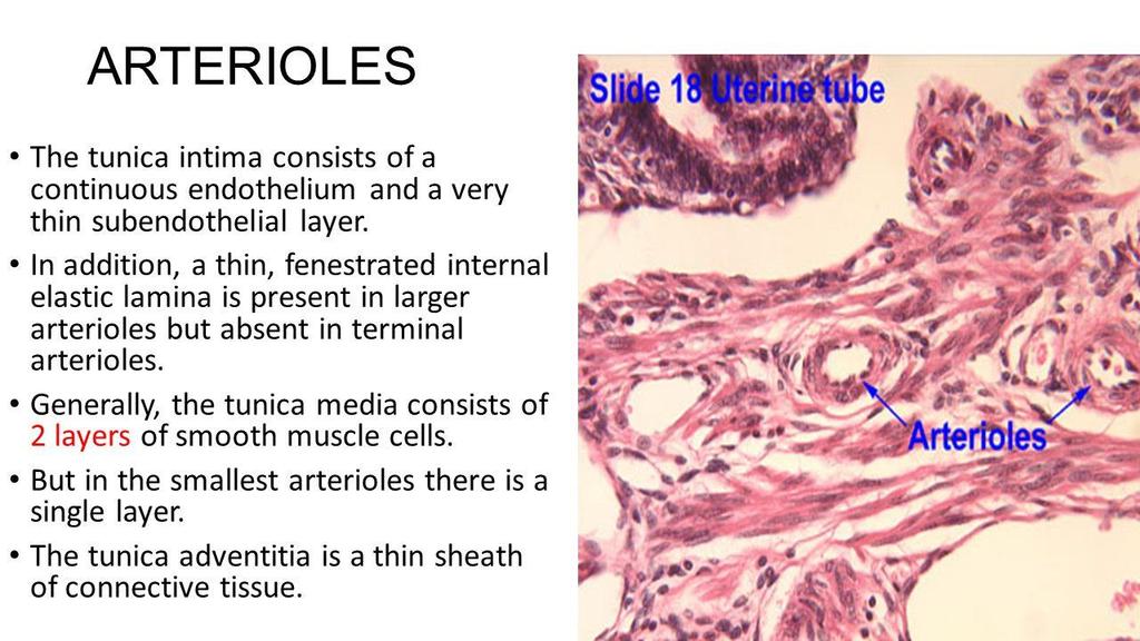 Arterioles smallest arteries; lead to capillary beds