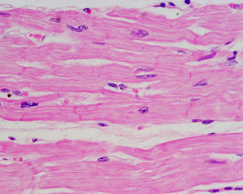 Cardiac Muscle Longitudinal Section Cardiac muscle consists of muscle cells mononucleated with centrally placed nucleus. Nuclei are oval, rather pale and which is 10-15 µm wide.