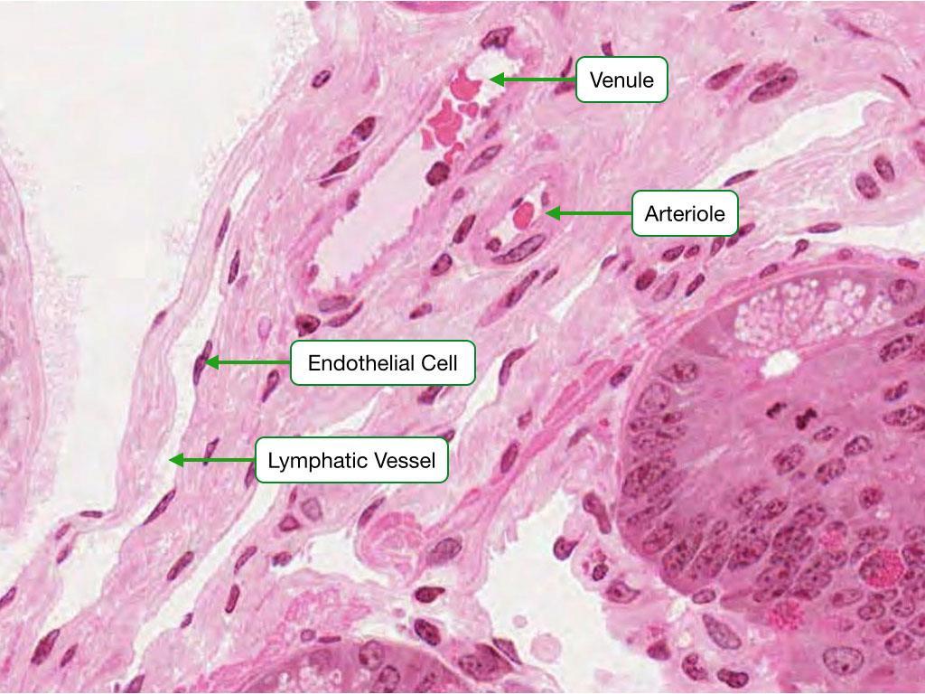 Venules Venules collect blood from