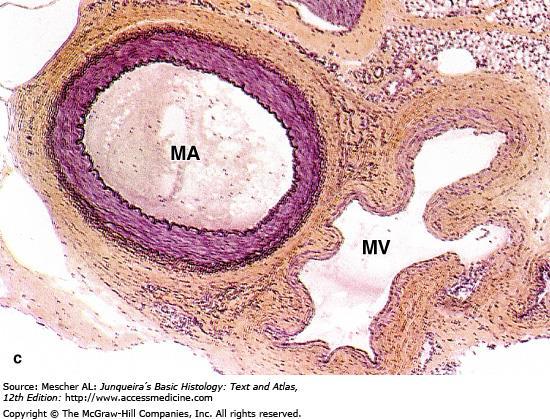 (c): Micrograph of a medium vein (MV) showing a thicker wall, but still less prominent than that of the accompanying muscular artery