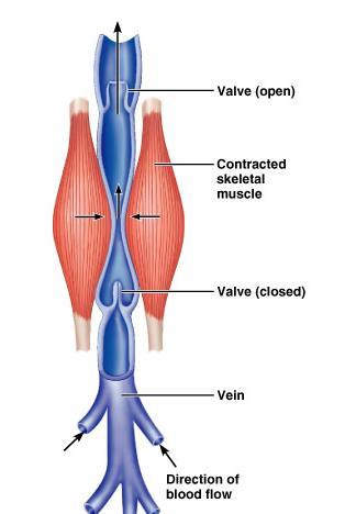 Special features of veins veins contain valves Prevent backflow of blood Valves Prevent backflow Most abundant in legs (where blood has to
