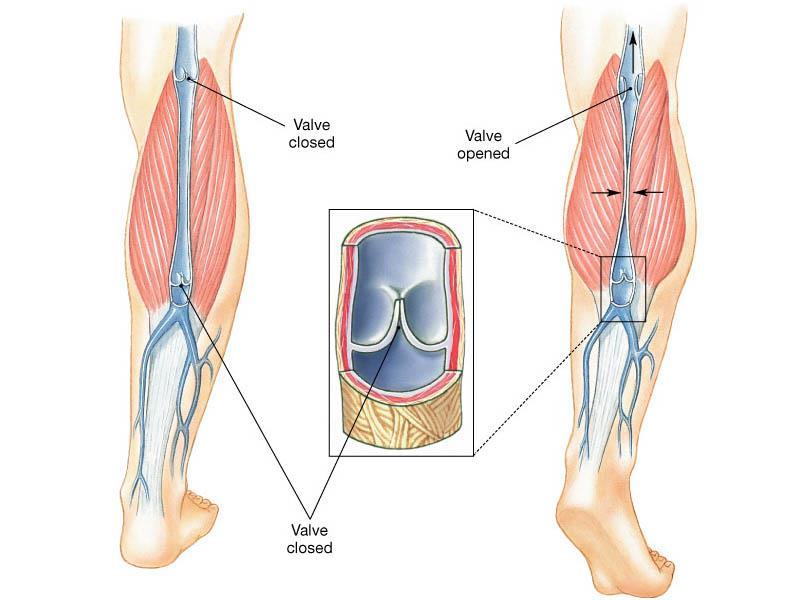 From Venules to Veins Many deep veins pass between skeletal muscle groups.
