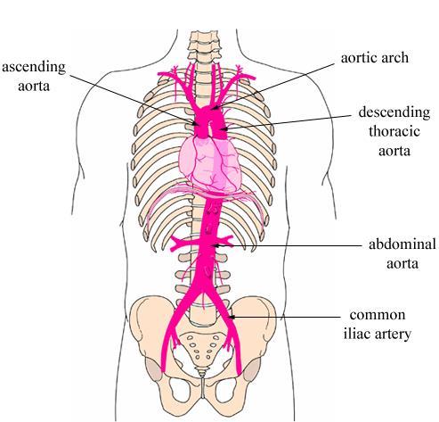 Aorta Begins at the upper part of the left ventricle, and after passing upwards for a short way, it arches backwards and to the left.