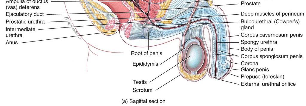 ducts, urethra, seminal vesicles,