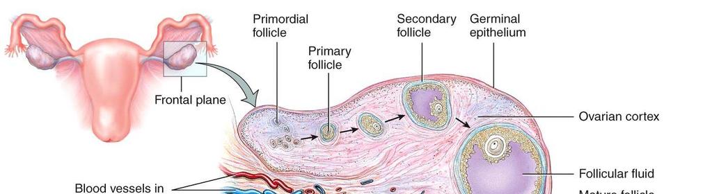 Ovarian follicles contain oocytes in various stages of development, follicular cells and granulosa cells.