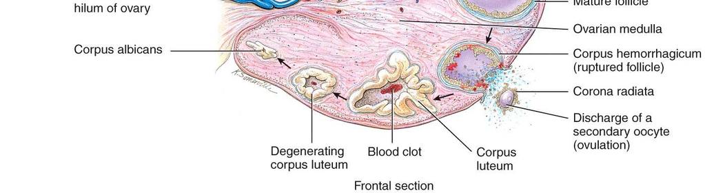 A corpus luteum develops after ovulation when the empty follicle produces progesterone, estrogens, inhibin and relaxin. Formation of gametes in the ovaries is oogenesis.