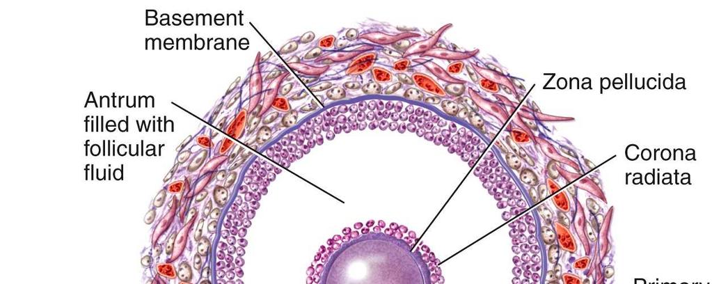 In a secondary follicle the