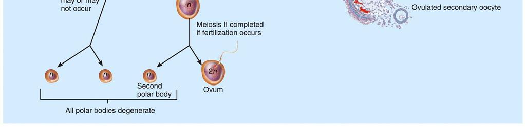 meiosis II.