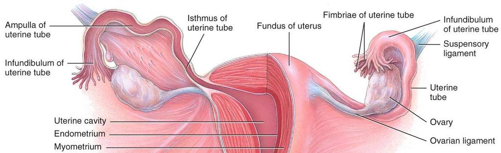 Females have two uterine (fallopian) tubes (oviducts) that extend from the uterus.