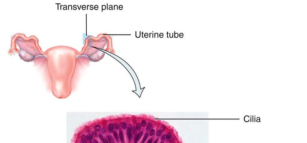 The uterus is part of the pathway for sperm deposited in the vagina to