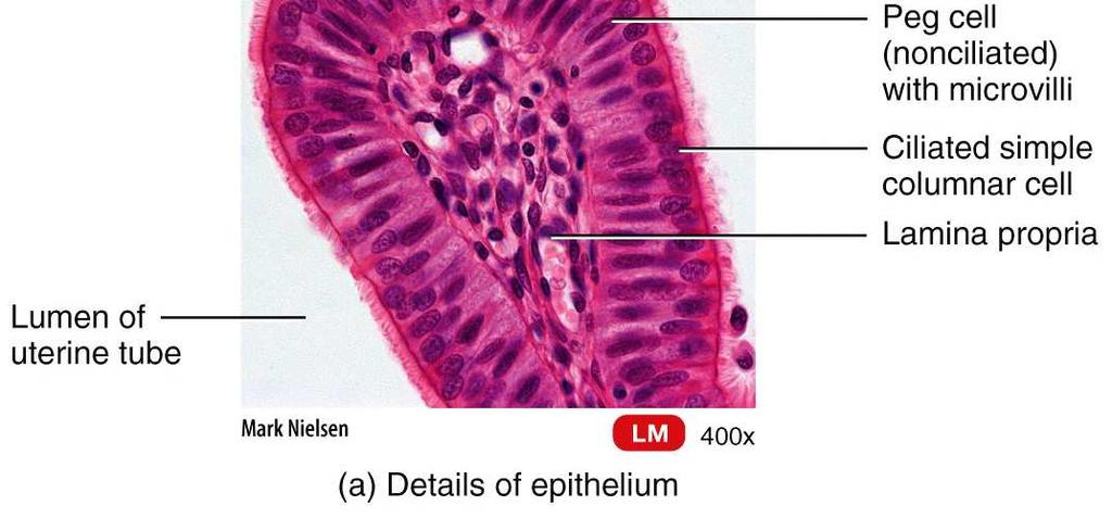 It is the site of implantation of the fertilized ovum, development of the