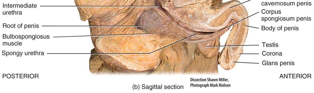 Testes: paired, oval glands in the scrotum partially covered by the tunica vaginalis.