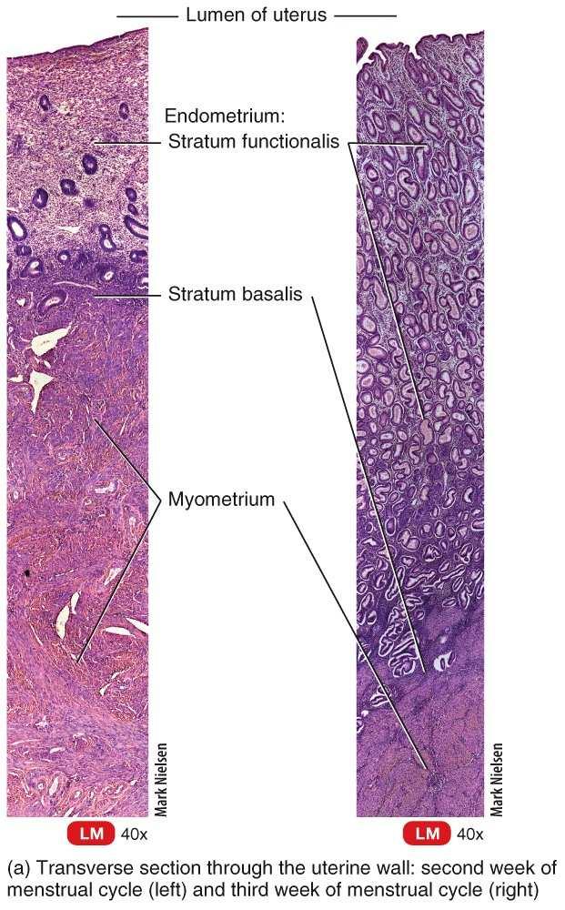 Histologically, there are three layers to the uterus. The perimetrium (serosa) is the outermost layer.
