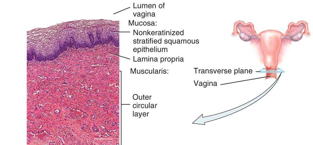 The mucosa of the vagina is continuous with