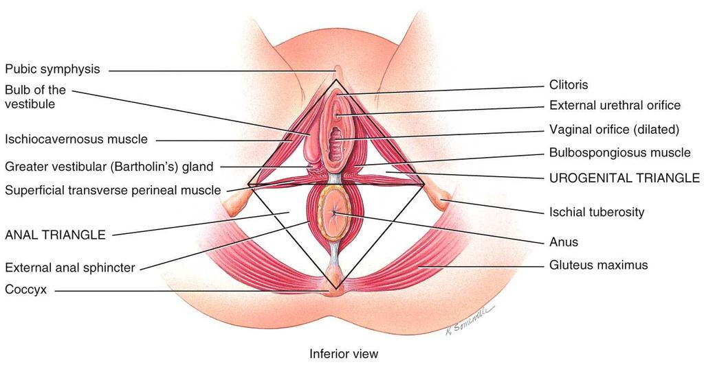 The vulva (pudendum) refers to the external genitalia of the female.