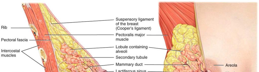 The mammary glands are located in each of the two breasts.