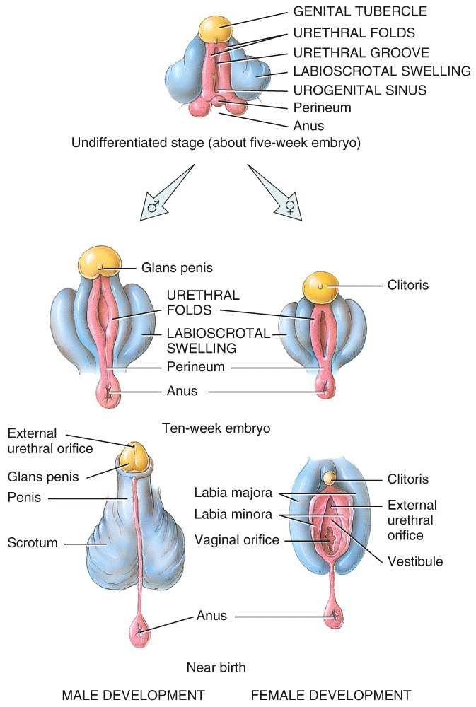 Development of the Reproductive Systems Before differentiation, all embryos have: Urethral (urogenital) folds Urethral groove Genital tubercle Labioscrotal swelling Development of the Reproductive
