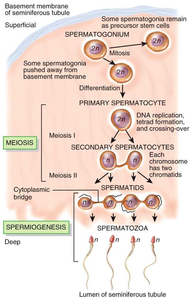 The primary spermatocyte undergoes meiosis I to become two secondary spermatocytes (haploid). Meiosis II takes place and the secondary spermatocytes become four spermatids.