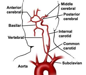 3. Cerebral circulation: blood flow through brain tissue;