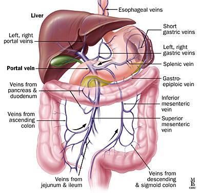 4. Hepatic Portal Circulation: blood flow from the digestive organs, spleen, and pancreas to the liver via the hepatic portal vein then