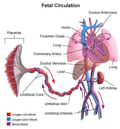 5. Fetal Circulation: blood flow from mother to child; placenta and umbilical veins take oxygen/nutrient rich blood to fetus.