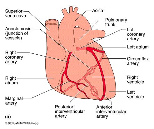 Arterial