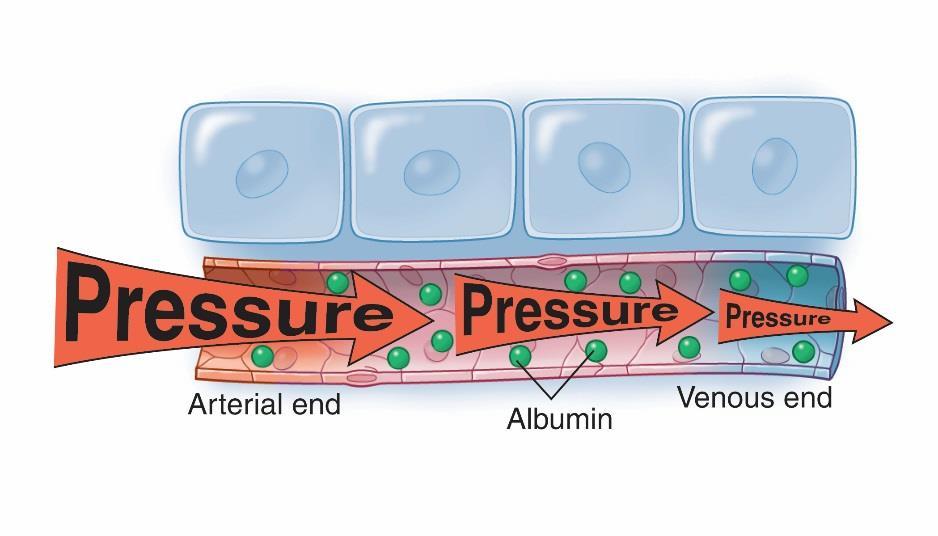 Colloid Osmotic Pressure View