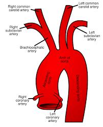 Systemic Circulation Arteries Arise from aorta 3 regions Ascending aorta Right and Left Coronary Arteries Aortic Arch Brachiocephalic Left
