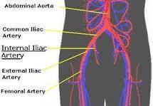 Systemic Circulation Abdominal Aorta Right common iliac artery Right