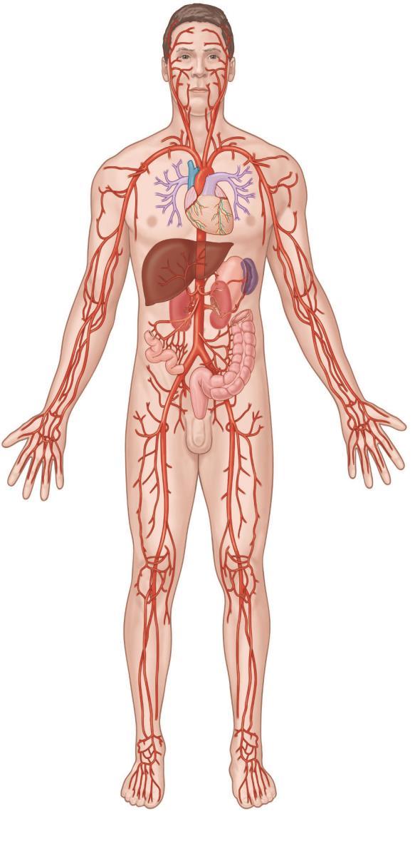 Principal Arteries Subclavian artery Thoracic aorta Celiac trunk Renal artery Axillary artery Brachial artery Superior mesenteric artery Inferior mesenteric artery Radial