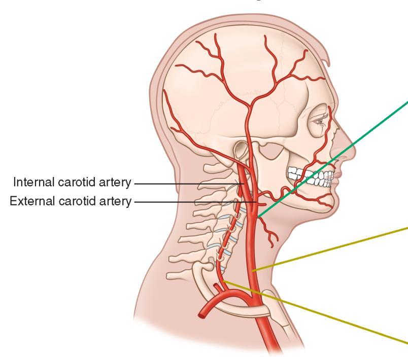 Arteries of the Head and Neck Point at which carotid artery