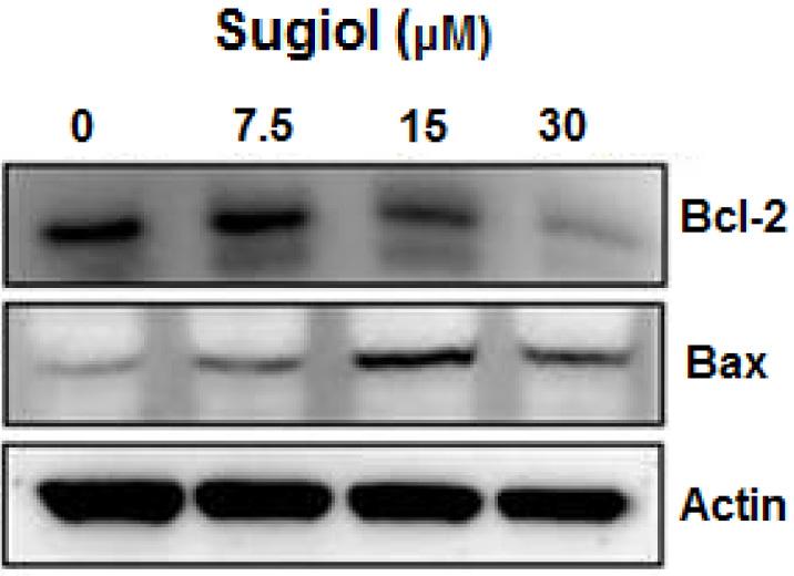 Sugiol treatment considerably augmented the ROS levels at 7.5, 15, and 30 µm as compared to the control (Figure 5).
