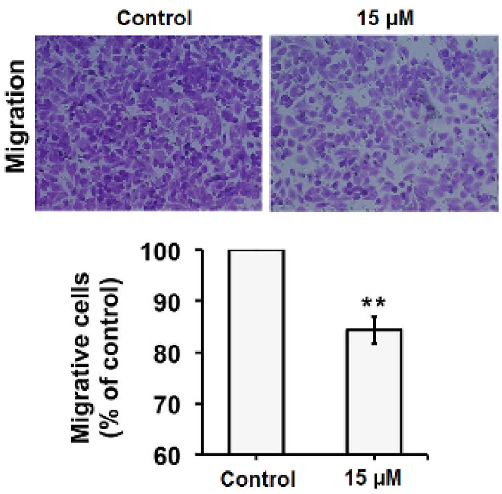 Sugiol targets pancreatic cancer cells 209 the mitochondrial pathway, we investigated the expression levels of the pro-apoptotic protein Bax and the anti-apoptotic protein Bcl-2 through western blot