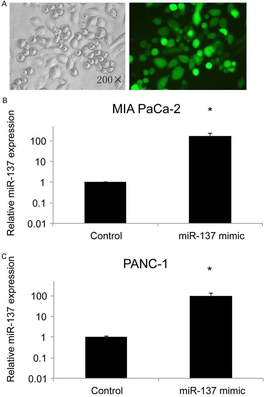 Figure 2. Transfection efficiency with mir-137 control or mimic in pancreatic cancer cells. A.